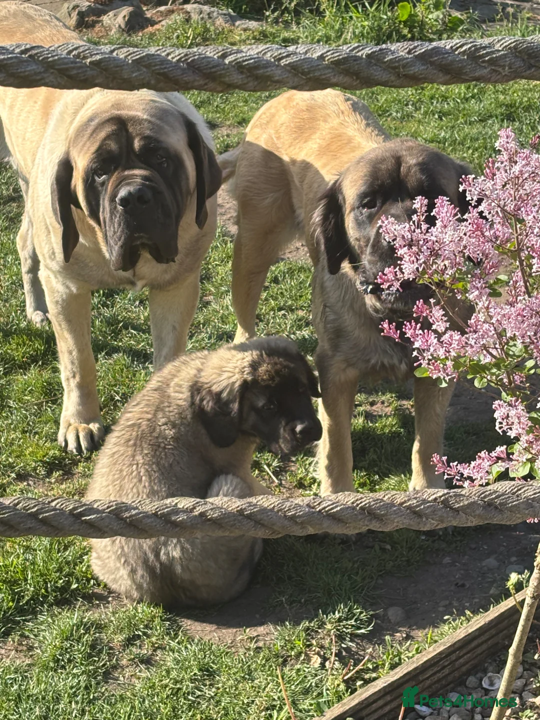 Mastiff dogs for sale: Kc reg old Ellis’s mastiff puppies - Advert 2