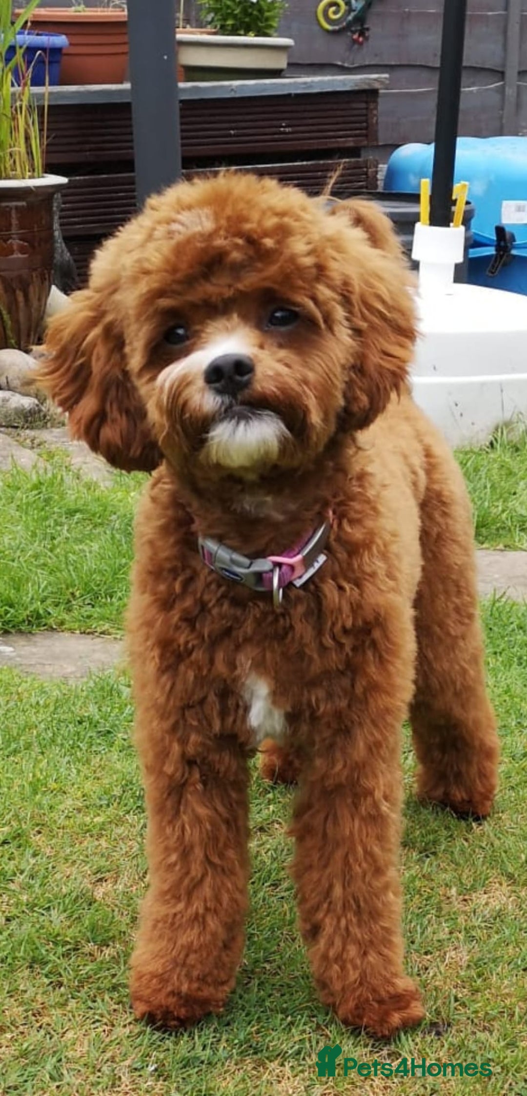 Cavapoo dogs for sale: Cavapoo F1b fully health tested  - Image 12