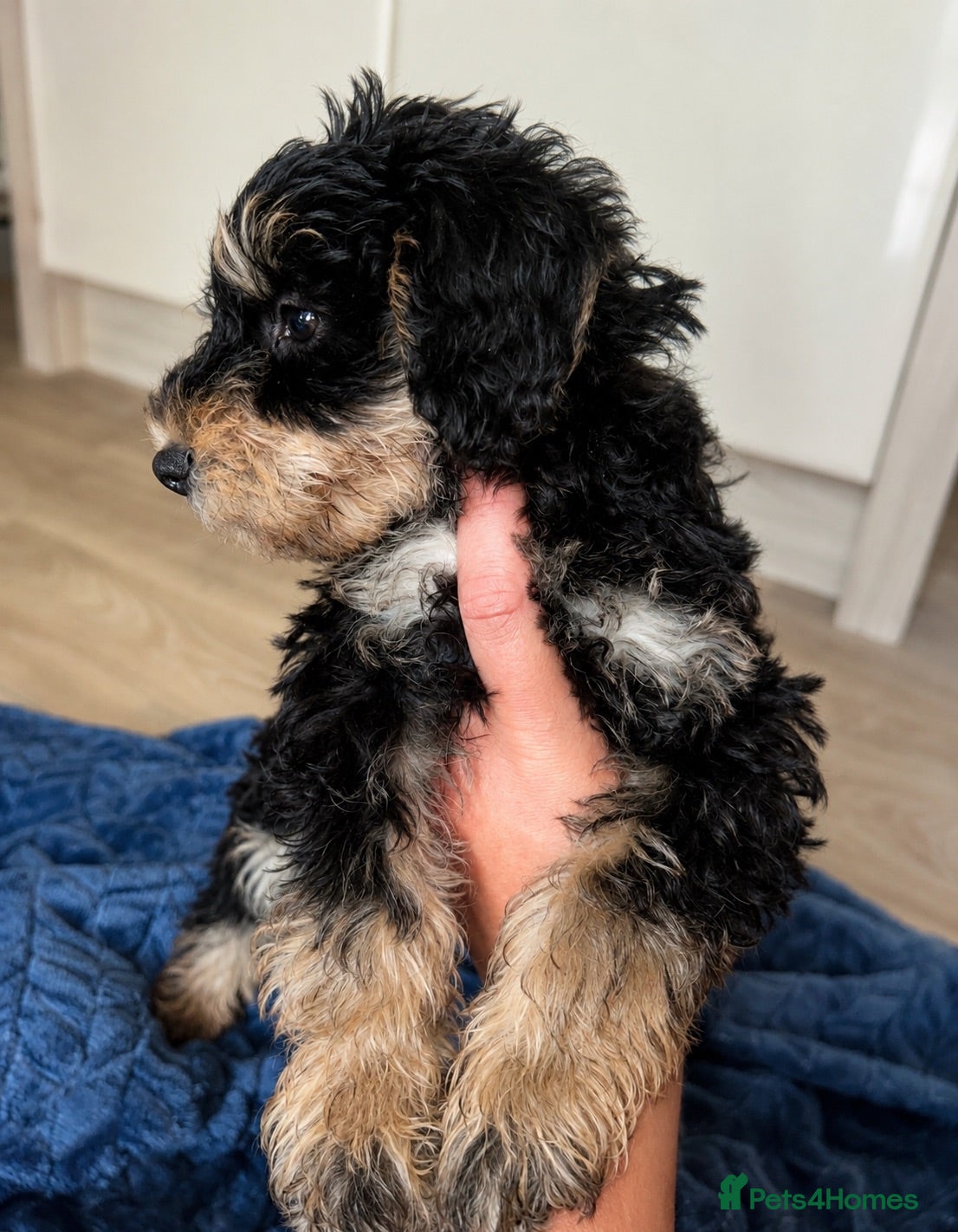 Schnoodle dogs Schoodles  - Advert 2