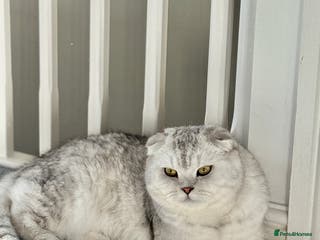 Scottish Fold cats Prada Stud ready for duties - Advert 13