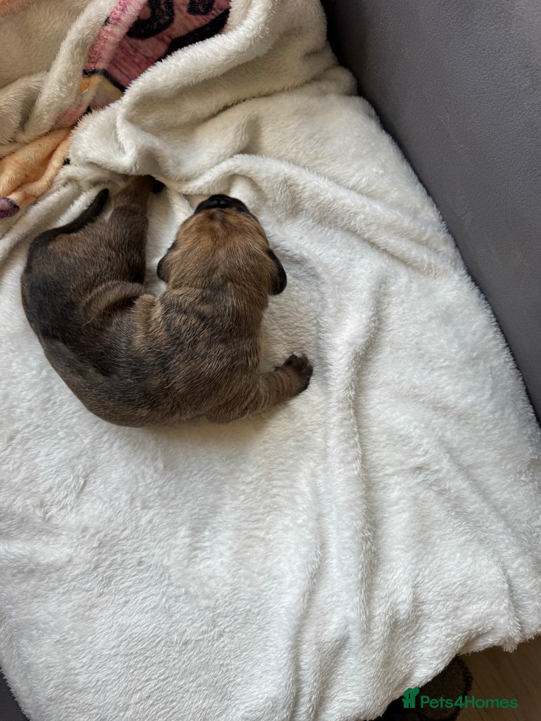 Cane Corso dogs for sale: 6 beautiful cane Corso puppies  - Advert 4