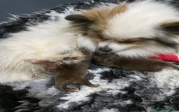 Pomeranian dogs for sale: Stunning extra small Poms  - Image 3