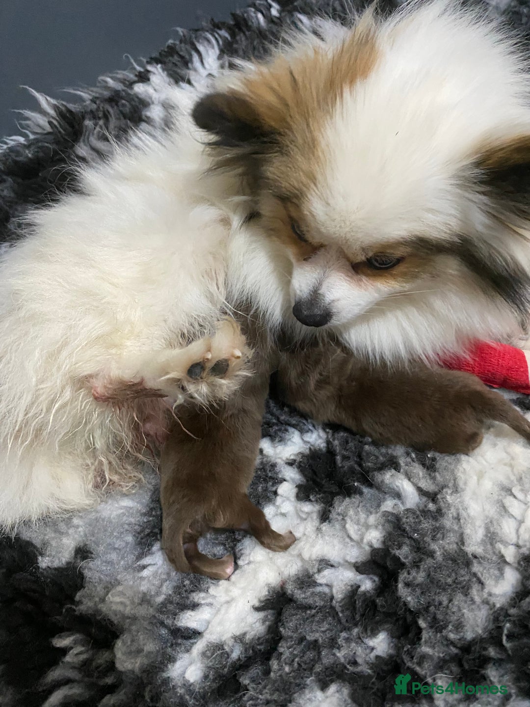 Pomeranian dogs for sale: Stunning extra small Poms  - Image 3