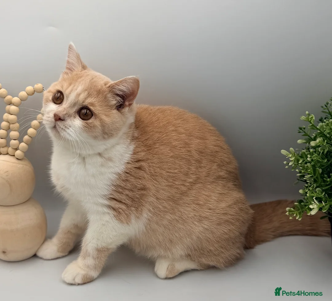 British Shorthair cats for sale: PEDIGREE REGISTERED CHUNKY BRITISH SHORTHAIRS - Advert 6