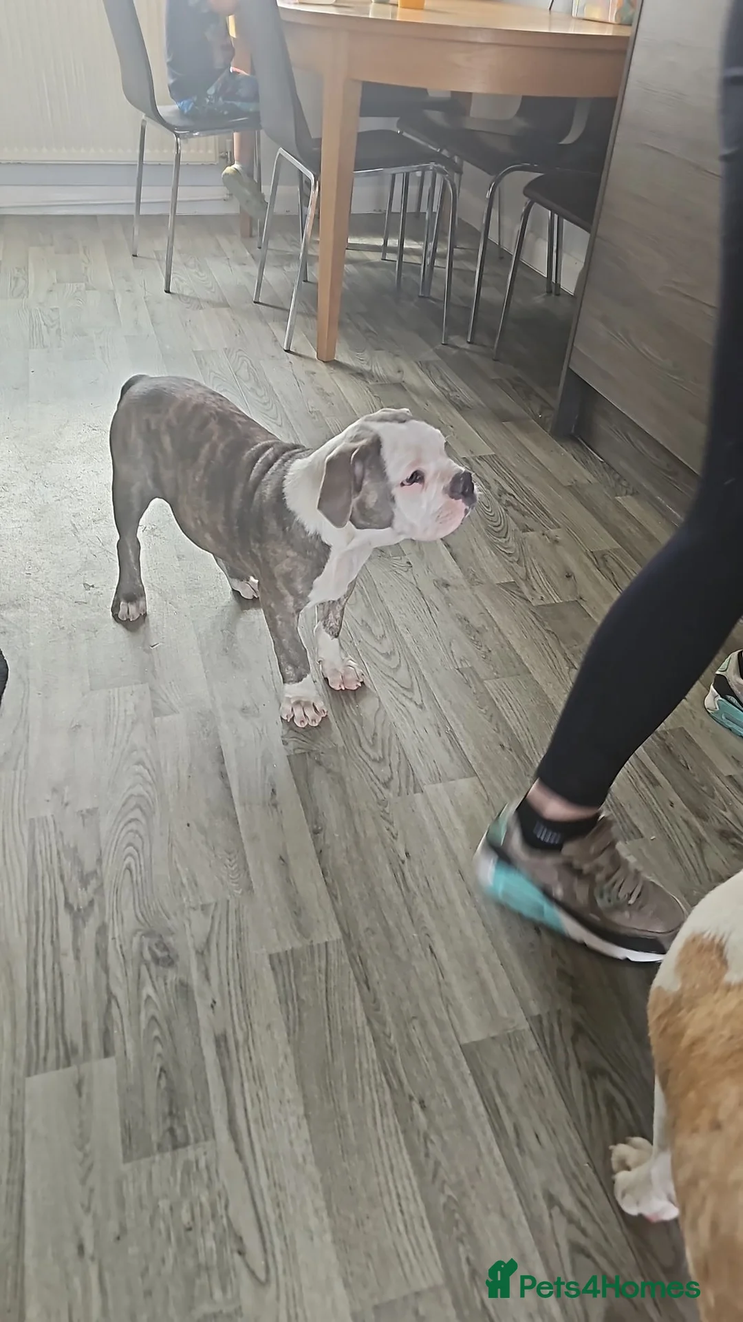 English Bulldog dogs for sale: Male bull dog  - Advert 6