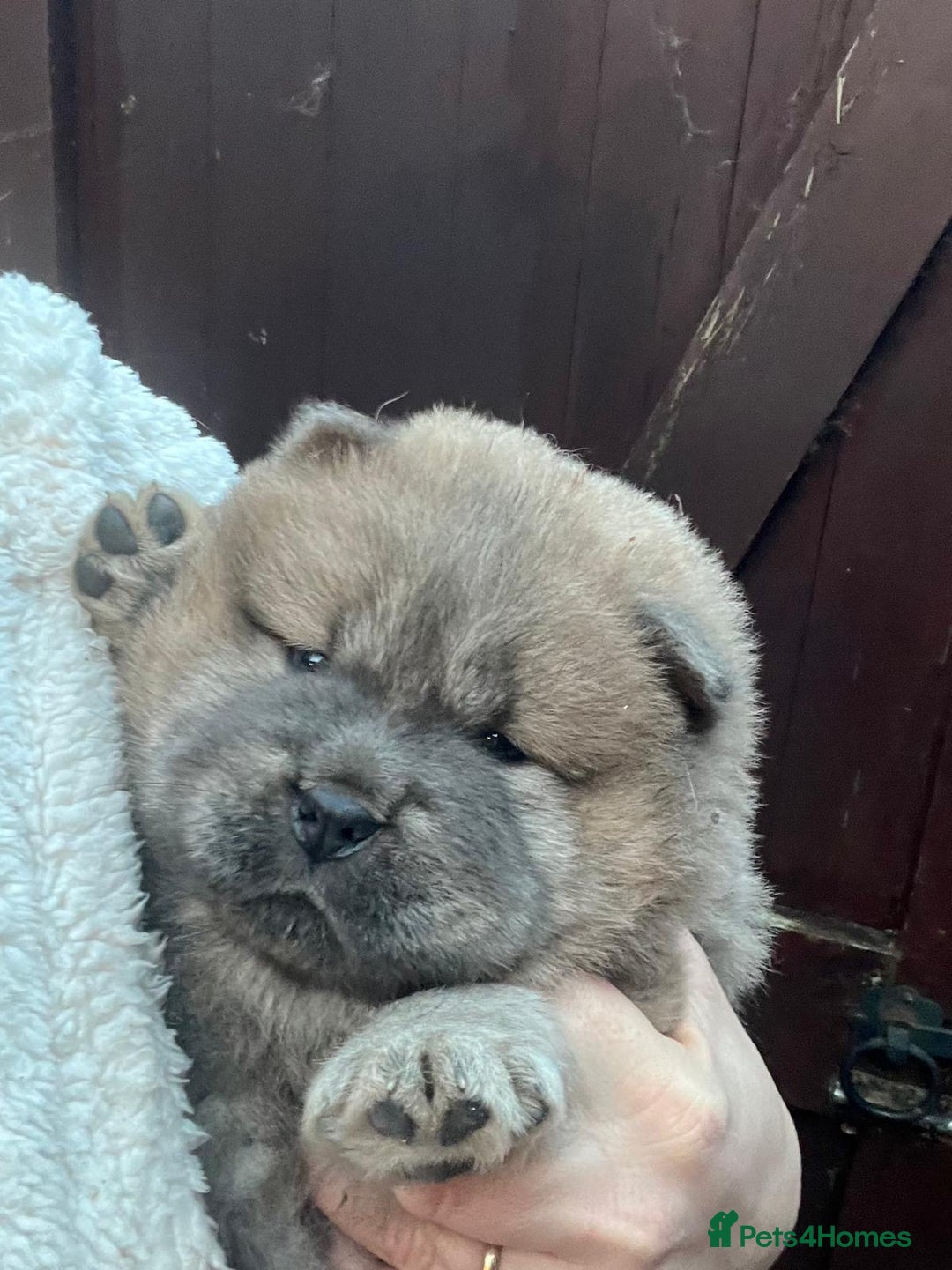 Chow Chow dogs for sale: Gorgeous Chow Chow Puppies Raised in a loving Home - Advert 7