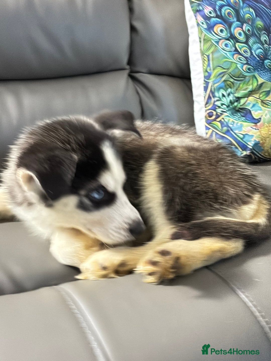 Siberian Husky dogs for sale: Pure Siberian claver huskies ready to go now 🐻‍❄️ - Advert 24