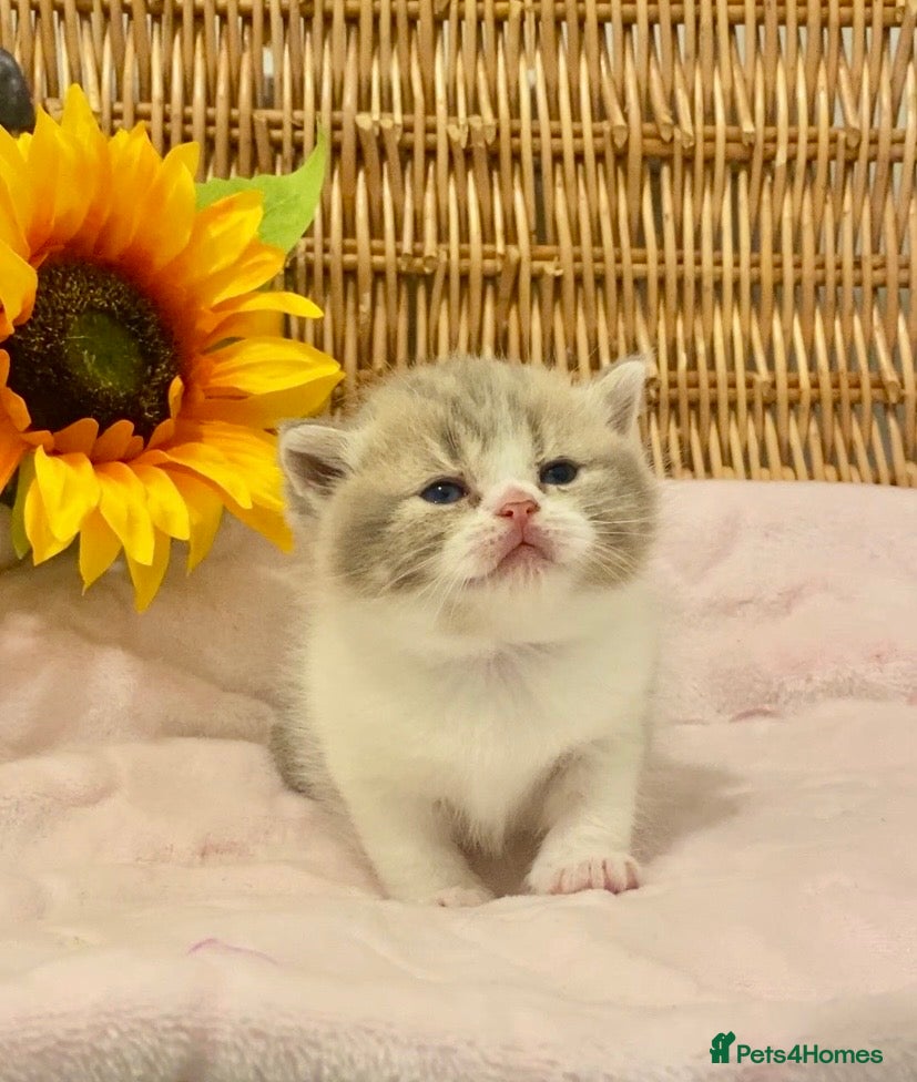 Scottish Fold cats 🧸EXTREMELY RARE CHAMP LINE FAWN SCOTTISH/BSH 😻🧸 - Advert 4