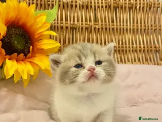 Scottish Fold cats 🧸EXTREMELY RARE CHAMP LINE FAWN SCOTTISH/BSH 😻🧸 - Advert 4