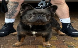 French Bulldog dogs for sale: ⭐️ DIESEL ⭐️ looking for a new home to retire  - Image 1