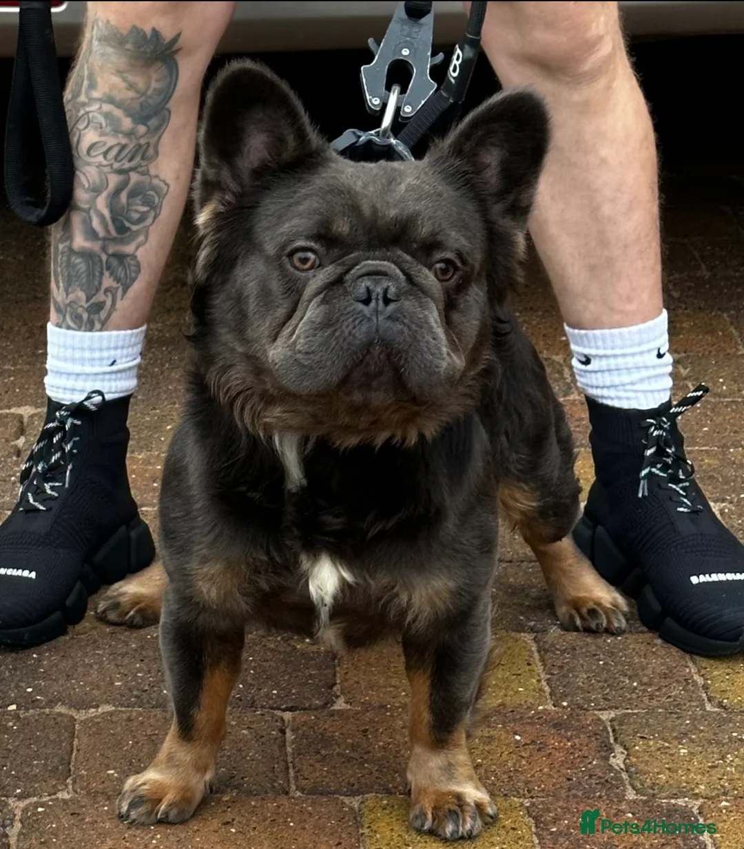 French Bulldog dogs for sale: ⭐️ DIESEL ⭐️ looking for a new home to retire  - Advert 1