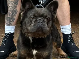 French Bulldog dogs ⭐️ DIESEL ⭐️ looking for a new home to retire - Advert 21
