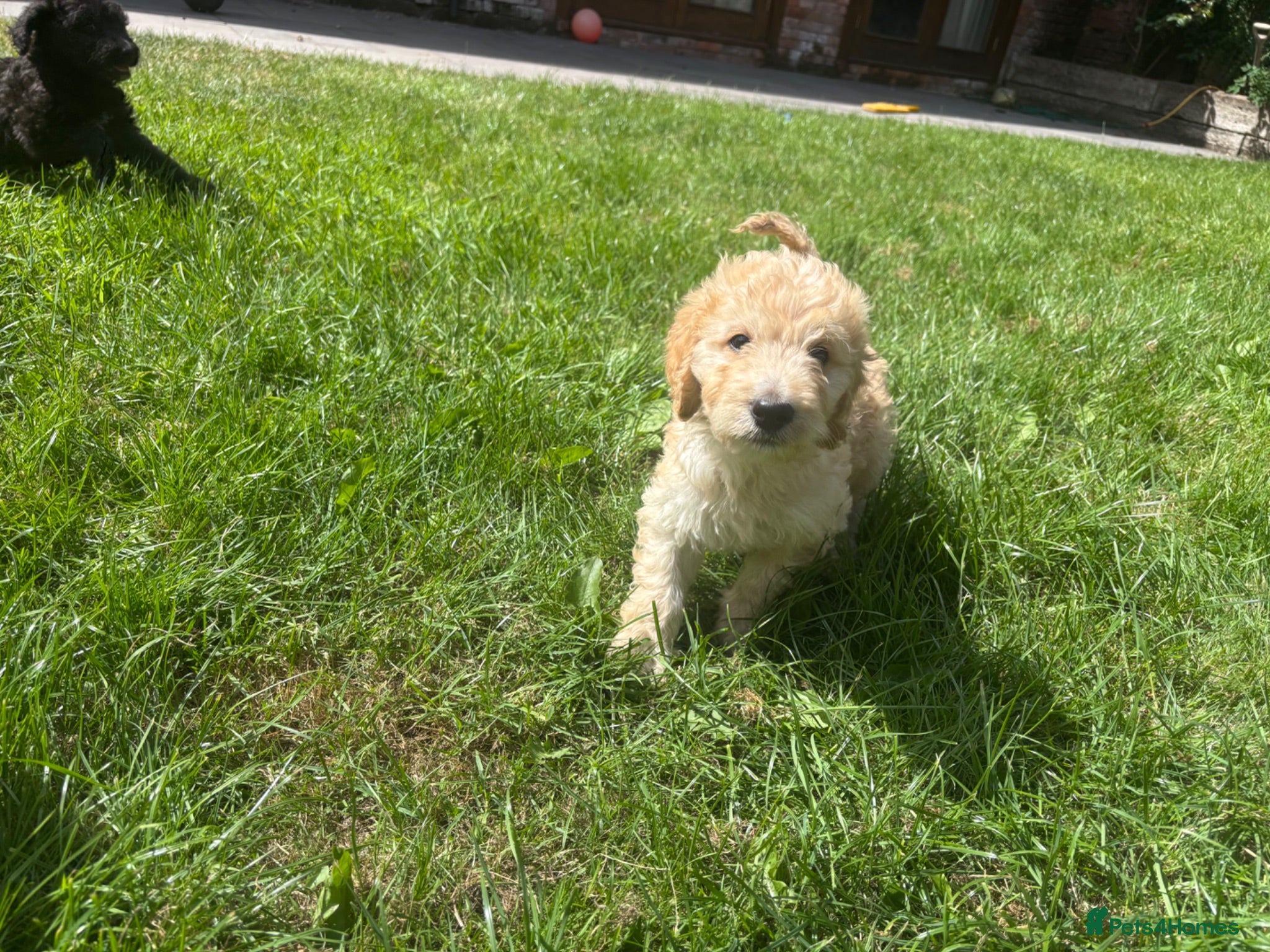 Goldendoodle dogs Beautiful Goldendoodles - Advert 2