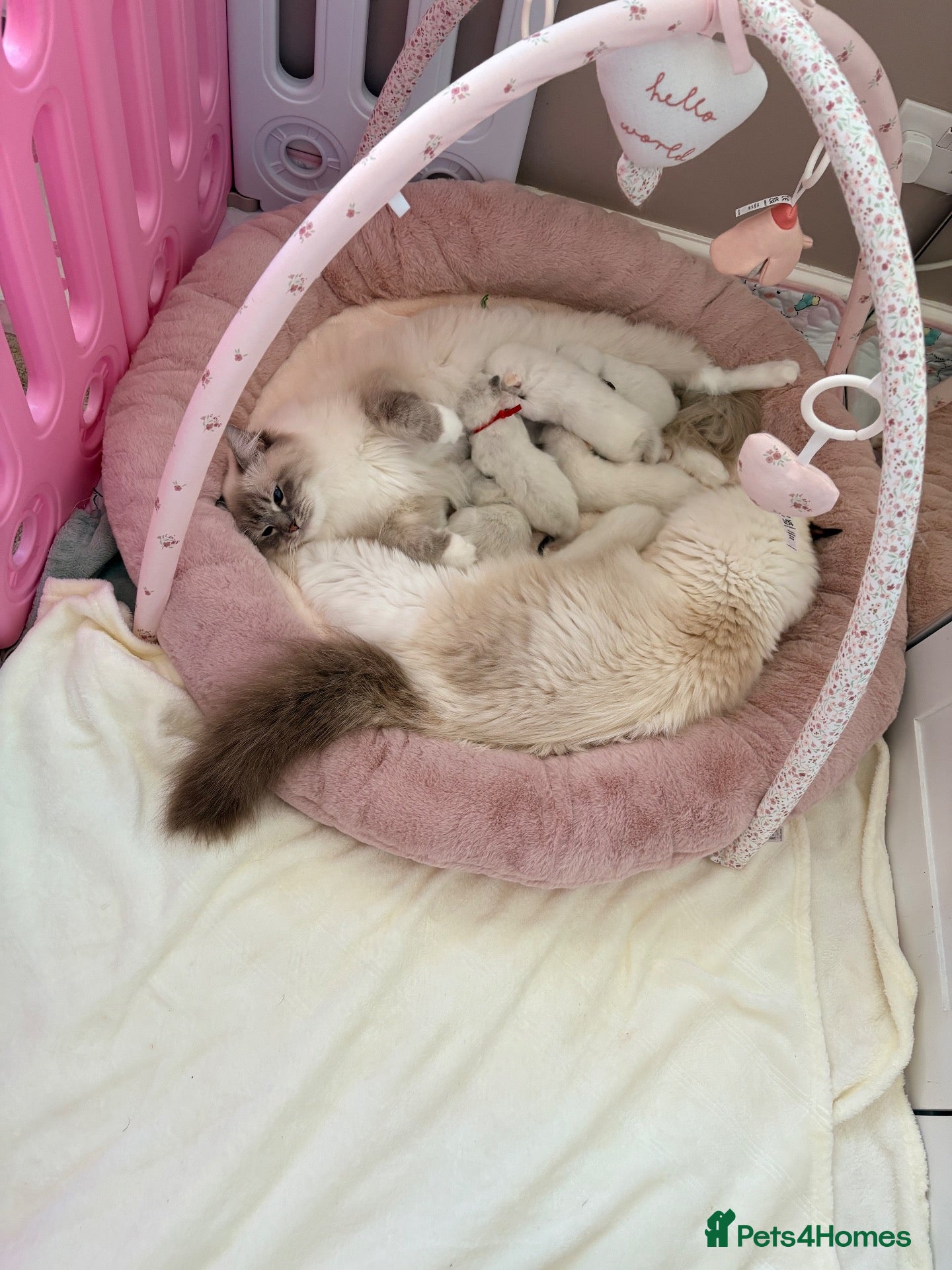 Ragdoll cats Pedigree show quality kitten Ragdolls 💝 - Advert 2