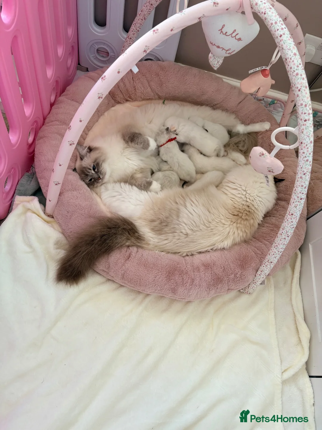 Ragdoll cats for sale: Pedigree show quality kitten Ragdolls 💝 - Advert 2