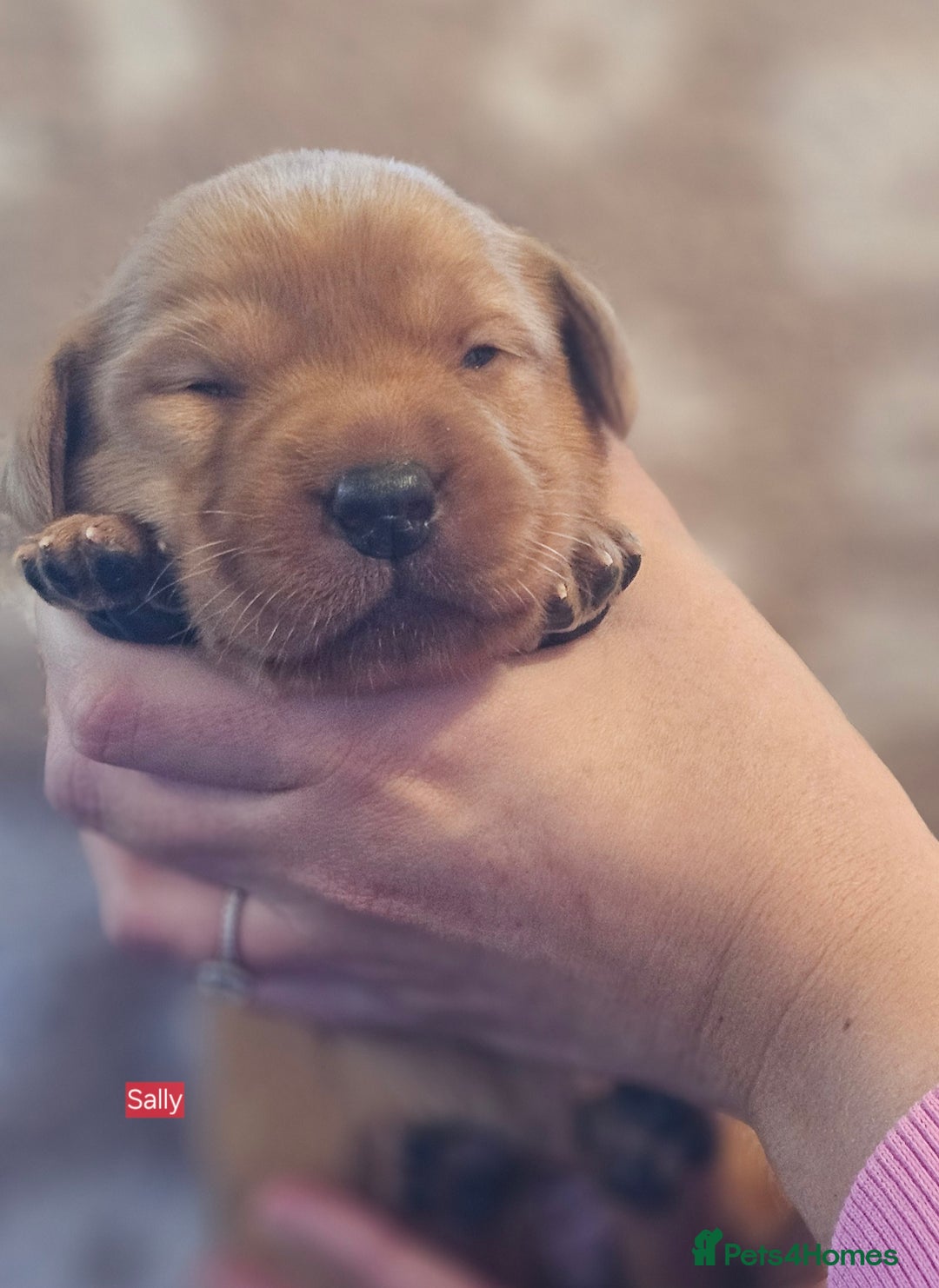 Labrador Retriever dogs for sale: KC Fox Red Labrador Puppys - Advert 32