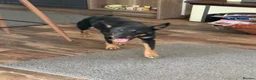 Mixed Breed dogs for adoption: Sweet Lilly is looking for LOVE - Advert 4