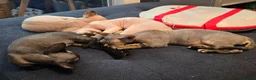 Devon Rex cats for sale: READY NOW Super loving Devon Rex - Advert 9
