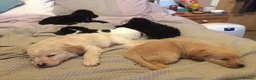 Border Collie dogs for sale: Collie Staffy X Cockerpoo in Cheltenham - Advert 2