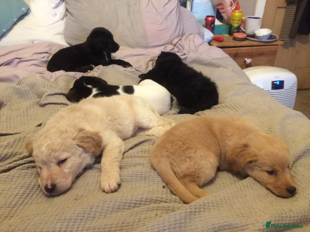 Border Collie dogs for sale: Collie Staffy X Cockerpoo in Cheltenham - Advert 2