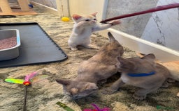 Burmese cats for sale: Burmese Kittens For Sale - Advert 6