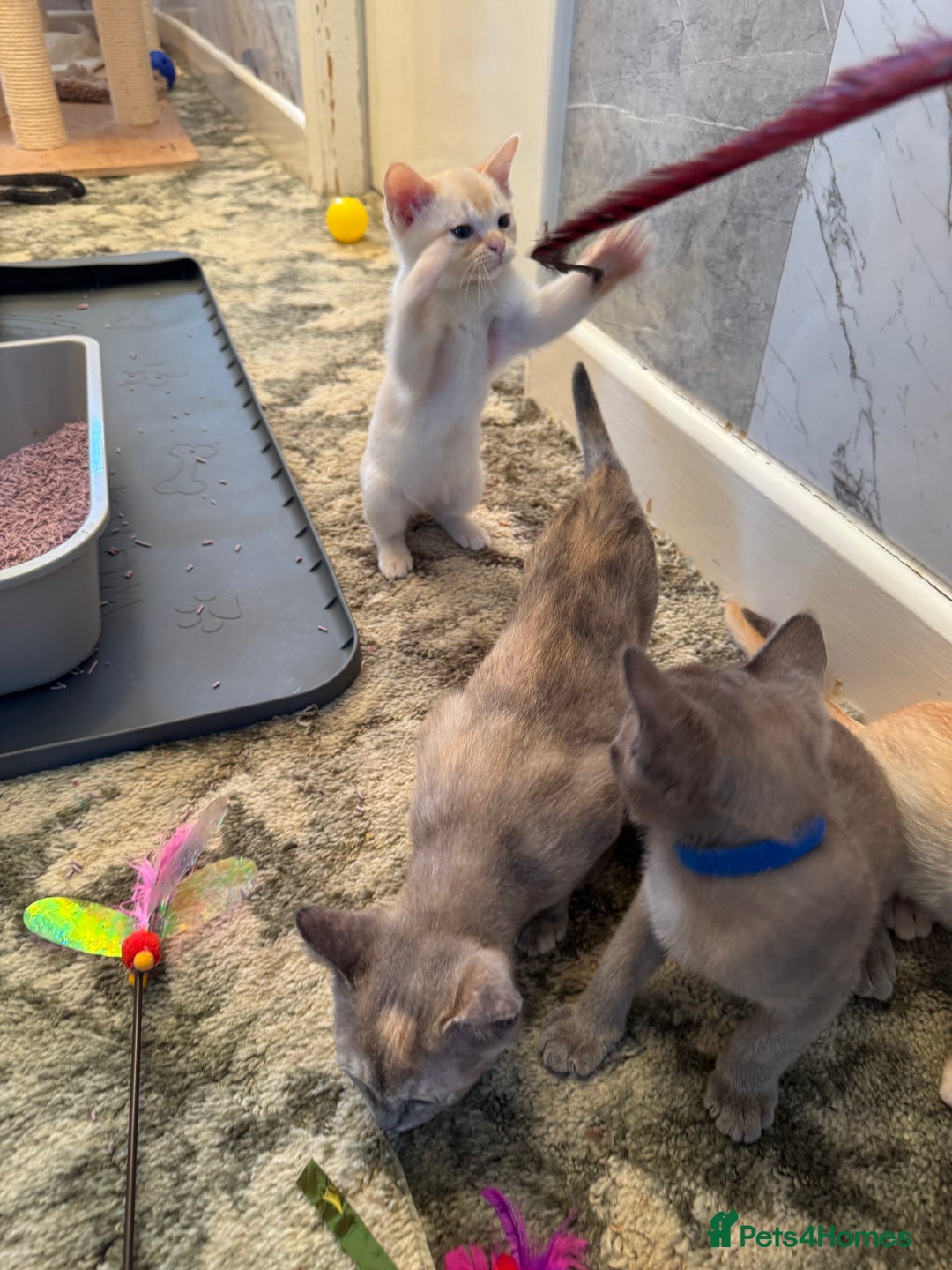 Burmese cats for sale: Burmese Kittens For Sale - Advert 6