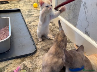 Burmese cats Burmese Kittens For Sale - Advert 1
