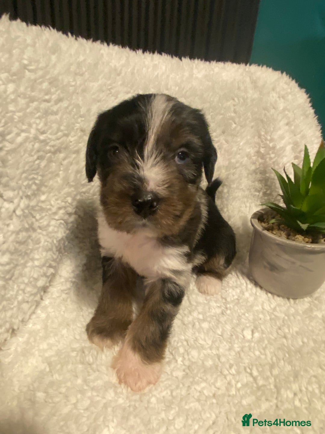 Mixed Breed dogs for sale: Staffypoos for sale - Image 5