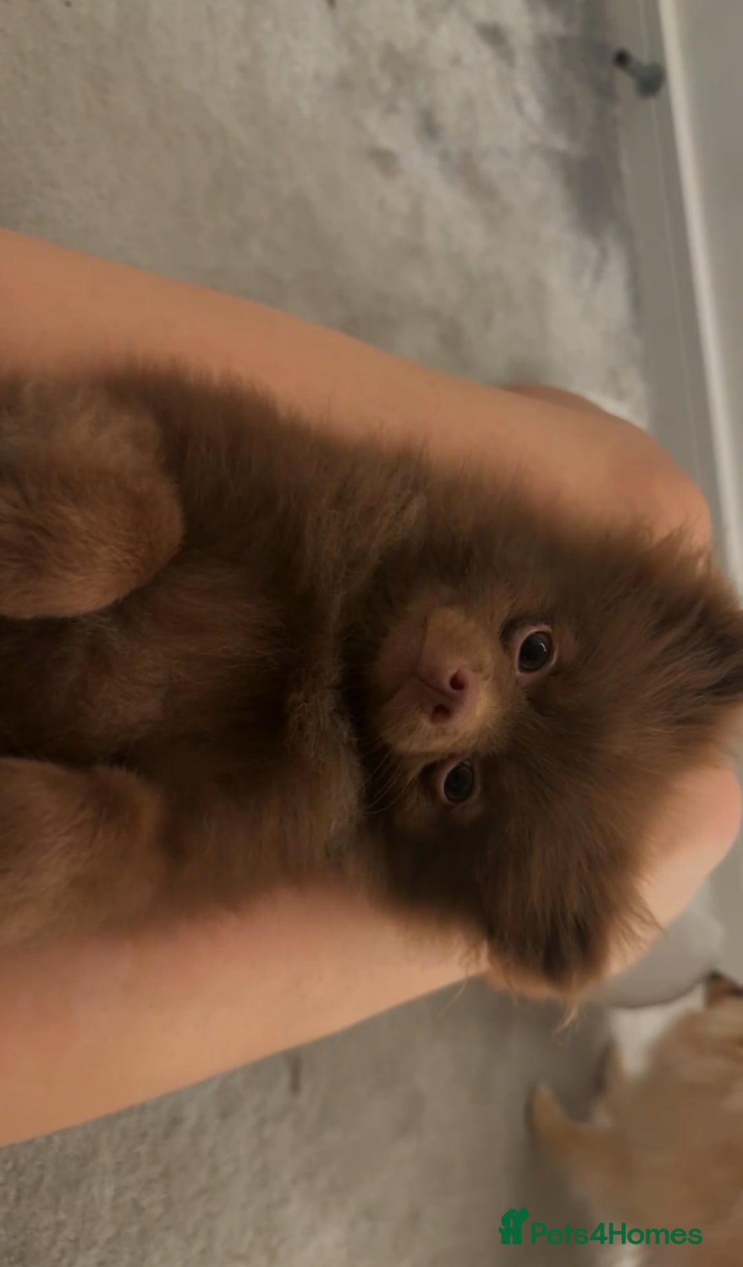 Pomeranian dogs for sale: Bruce the Brown Pomeranian  - Image 5