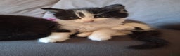Mixed Breed cats for sale: Two fluff ball girls - Advert 2