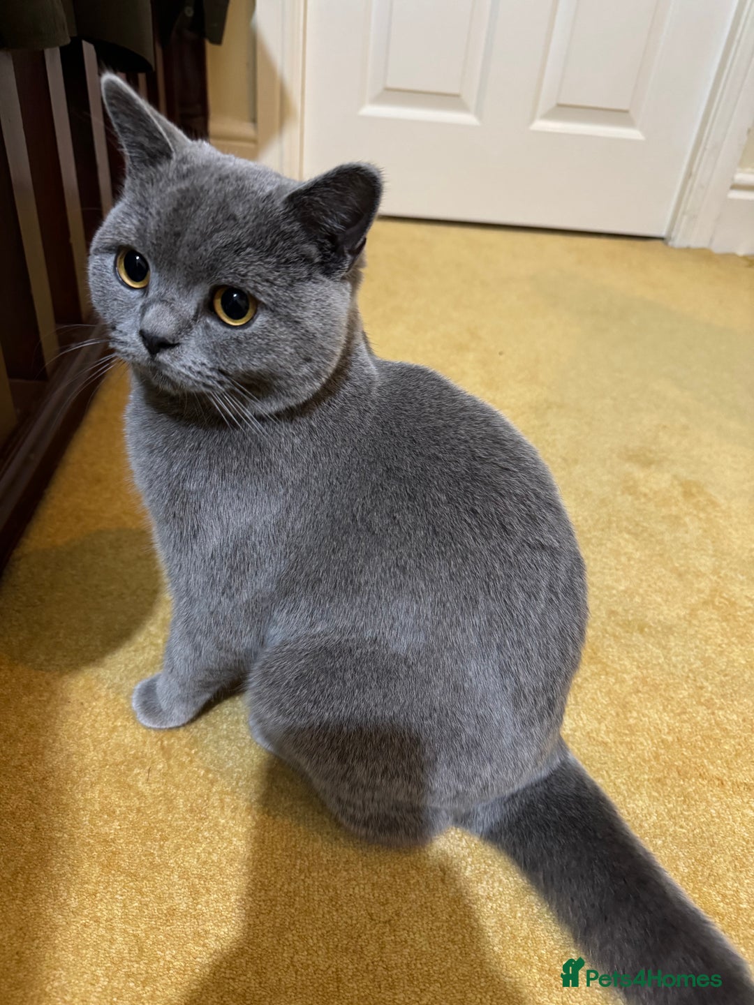 British Shorthair cats for sale: British short hair for sale  - Image 2