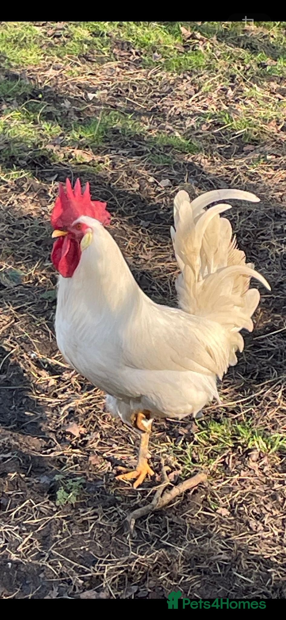 Chickens poultry Leghorn Cockerel - Advert 13