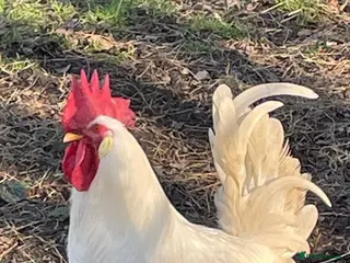 Chickens poultry Leghorn Cockerel - Advert 13
