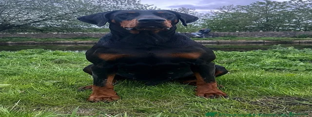 Kaka