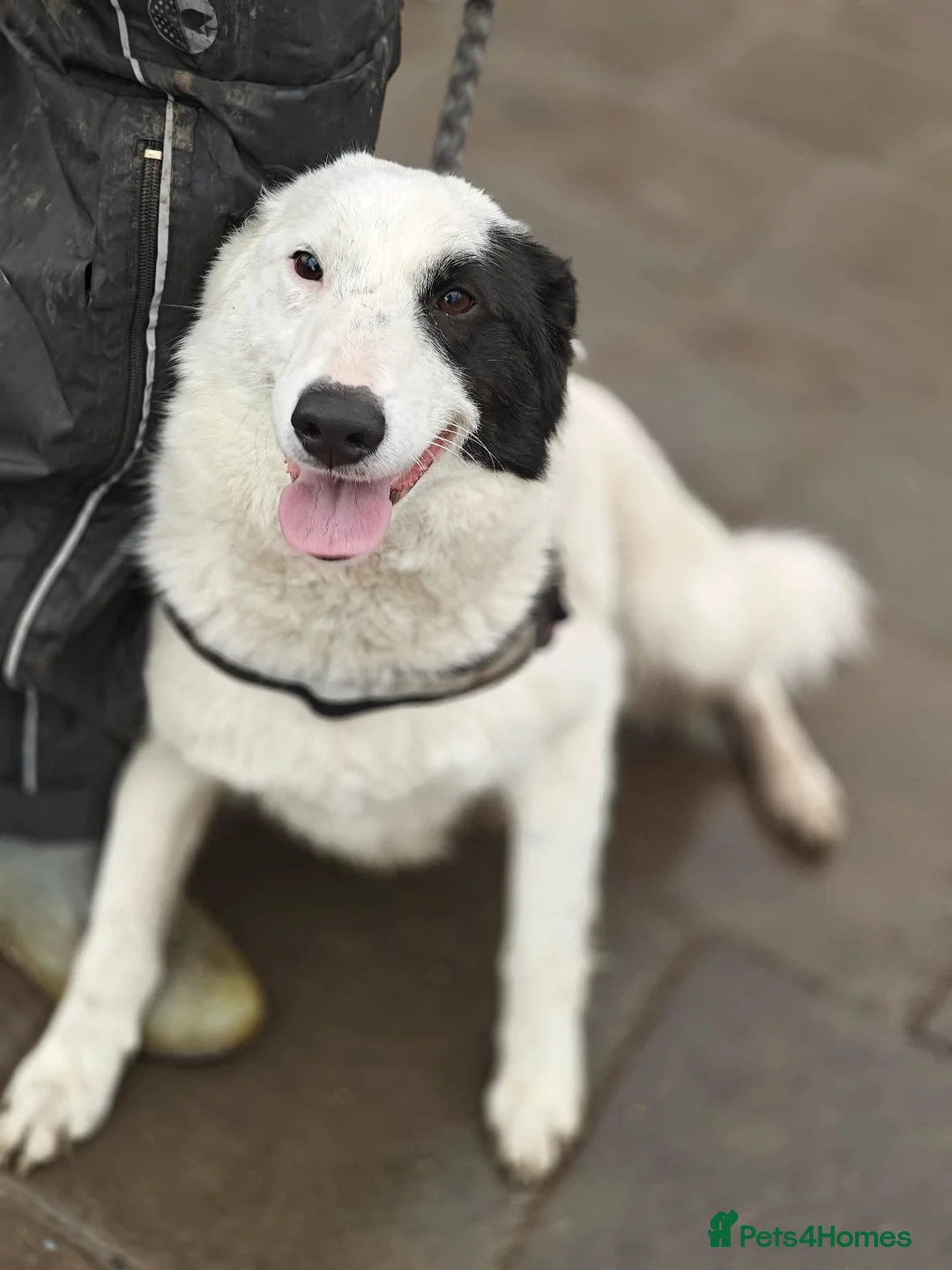 Mixed Breed dogs for adoption: ❤️🐶 SUZY – SHE HUGS YOU LIKE SHE’S MISSED YOU in Burton-on-Trent - Advert 1