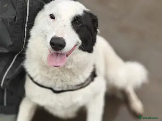 Mixed Breed dogs ❤️🐶 SUZY – SHE HUGS YOU LIKE SHE’S MISSED YOU - Advert 3