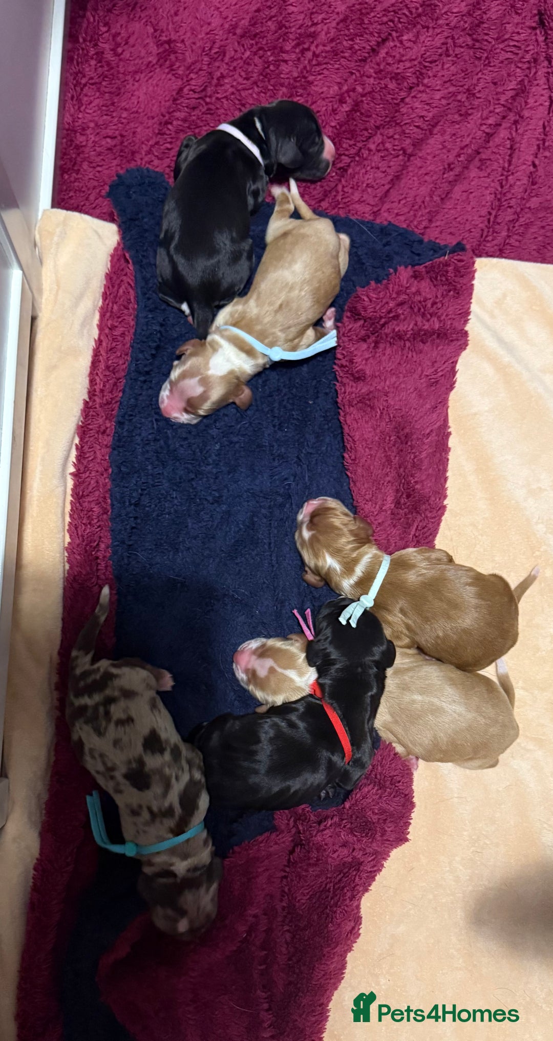 Sprocker dogs for sale: Sprocker puppies  - Advert 2