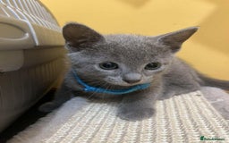 Russian Blue cats for sale: TICA REGISTERED Pure Breed Russian Blue Kittens - Image 7