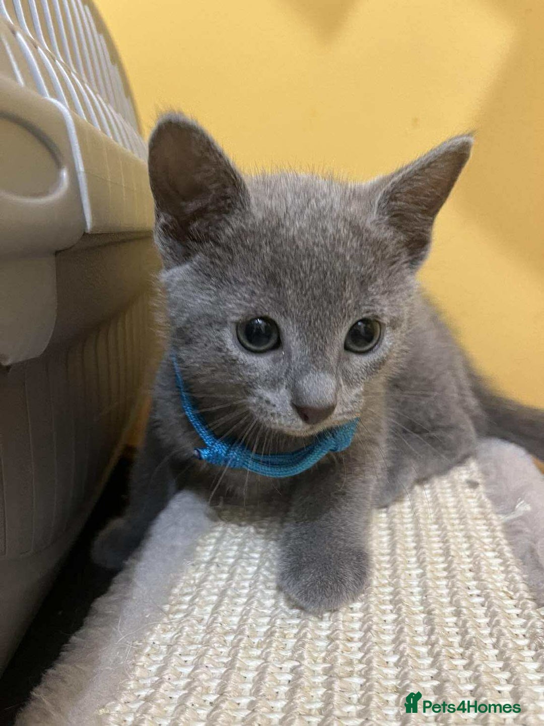 Russian Blue cats for sale: TICA REGISTERED Pure Breed Russian Blue Kittens - Image 7