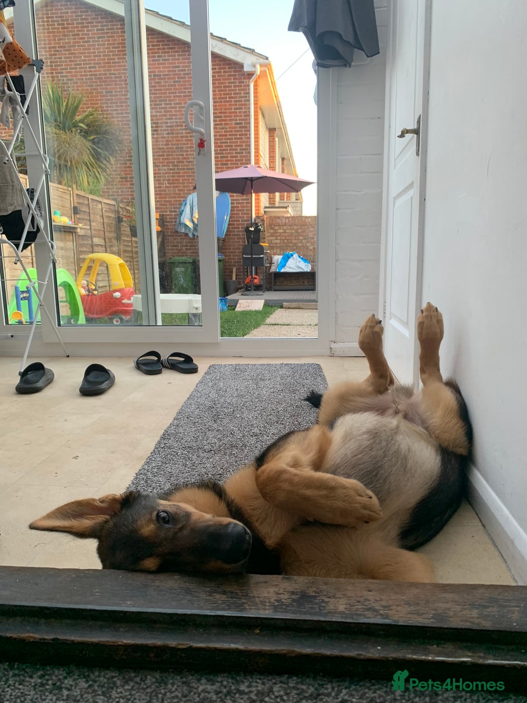 German Shepherd dogs for sale: Duke - German shepherd puppy  - Image 5