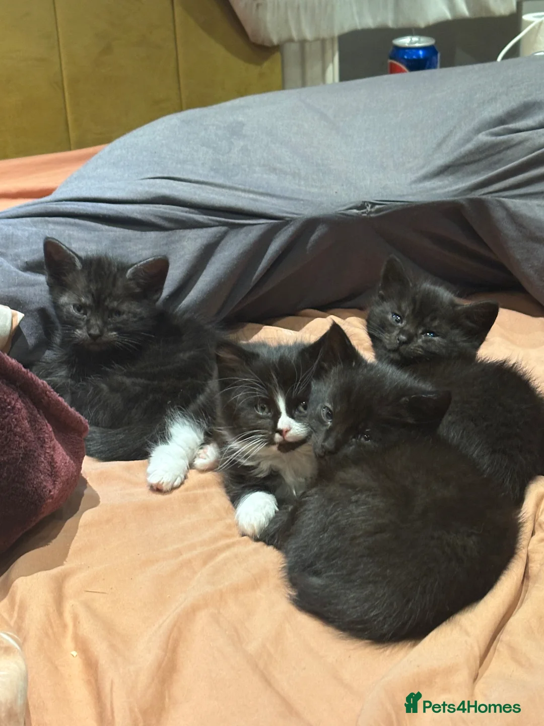 Mixed Breed cats for sale: Maincoon cross Siamese in Ilkeston - Advert 2