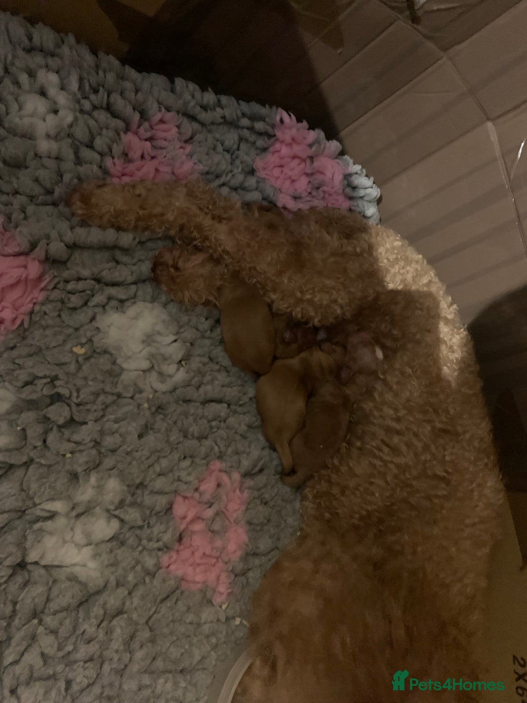 Cockapoo dogs for sale: Cockapoo - Advert 6