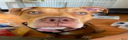 American Bulldog dogs for sale: American Bulldog  - Advert 6