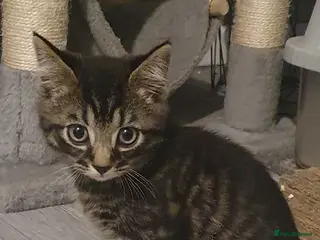 Mixed Breed cats MAINE COON BENGAL MIXED BOYS! - Advert 6