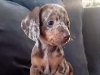 Miniature Dachshund dogs - Advert 30