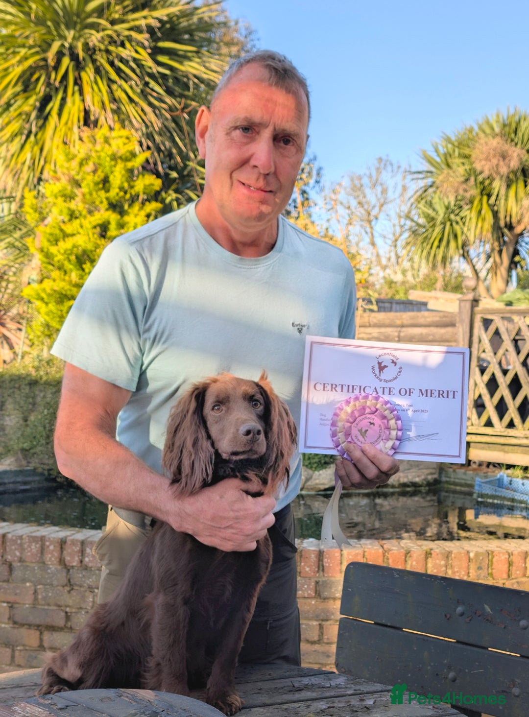 Cocker Spaniel dogs for sale: Working Cocker Spaniel Puppies  - Advert 8