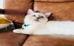 Ragdoll cats for sale: SILKY GCCF PEDIGREE RAGDOLL - Championline  in London - Image 30