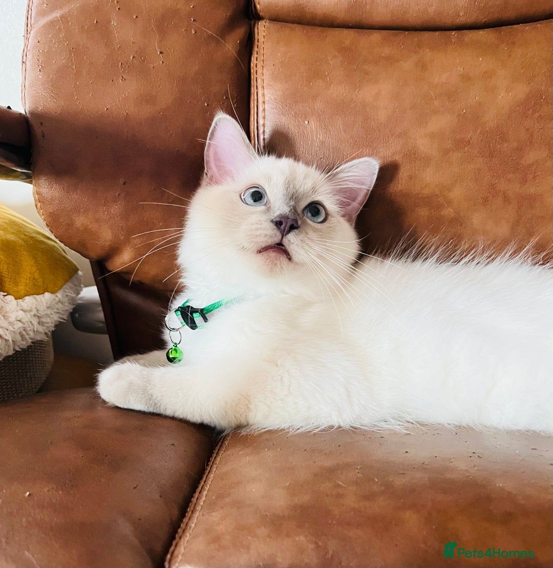 Ragdoll cats for sale: SILKY GCCF PEDIGREE RAGDOLL - Championline  in London - Image 30