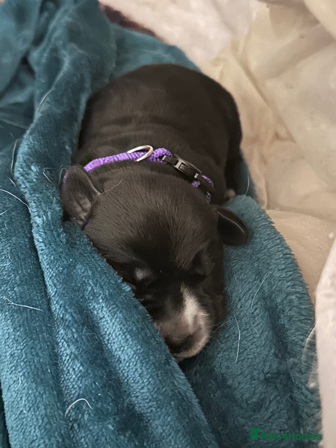 Mixed Breed dogs for sale: Labrador cross Dalmatian puppies - Advert 1