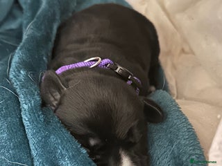 Mixed Breed dogs Labrador cross Dalmatian puppies - Advert 1